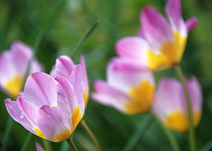 pink-and-yellow petaled flowers, tulip HD wallpaper
