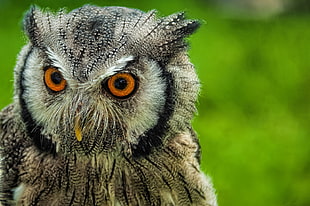black and brown wol HD wallpaper