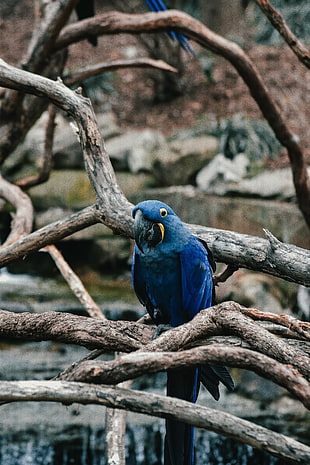 blue parrorr, Parrot, Blue, Bird HD wallpaper