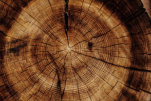 round brown stump, Trunk, Tree, Texture
