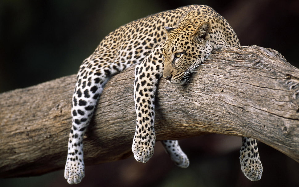 leopard resting on tree branch HD wallpaper