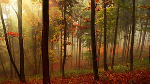 brown tree lot, fall, forest HD wallpaper