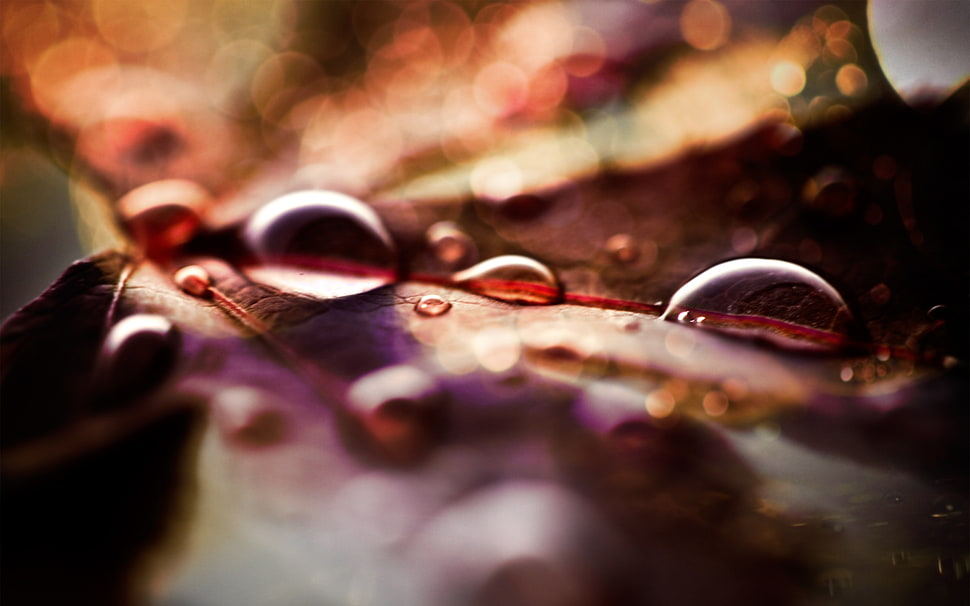 macro shot of water drops HD wallpaper