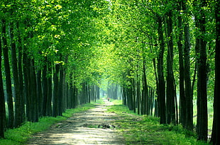 pathway between green trees at daytime HD wallpaper