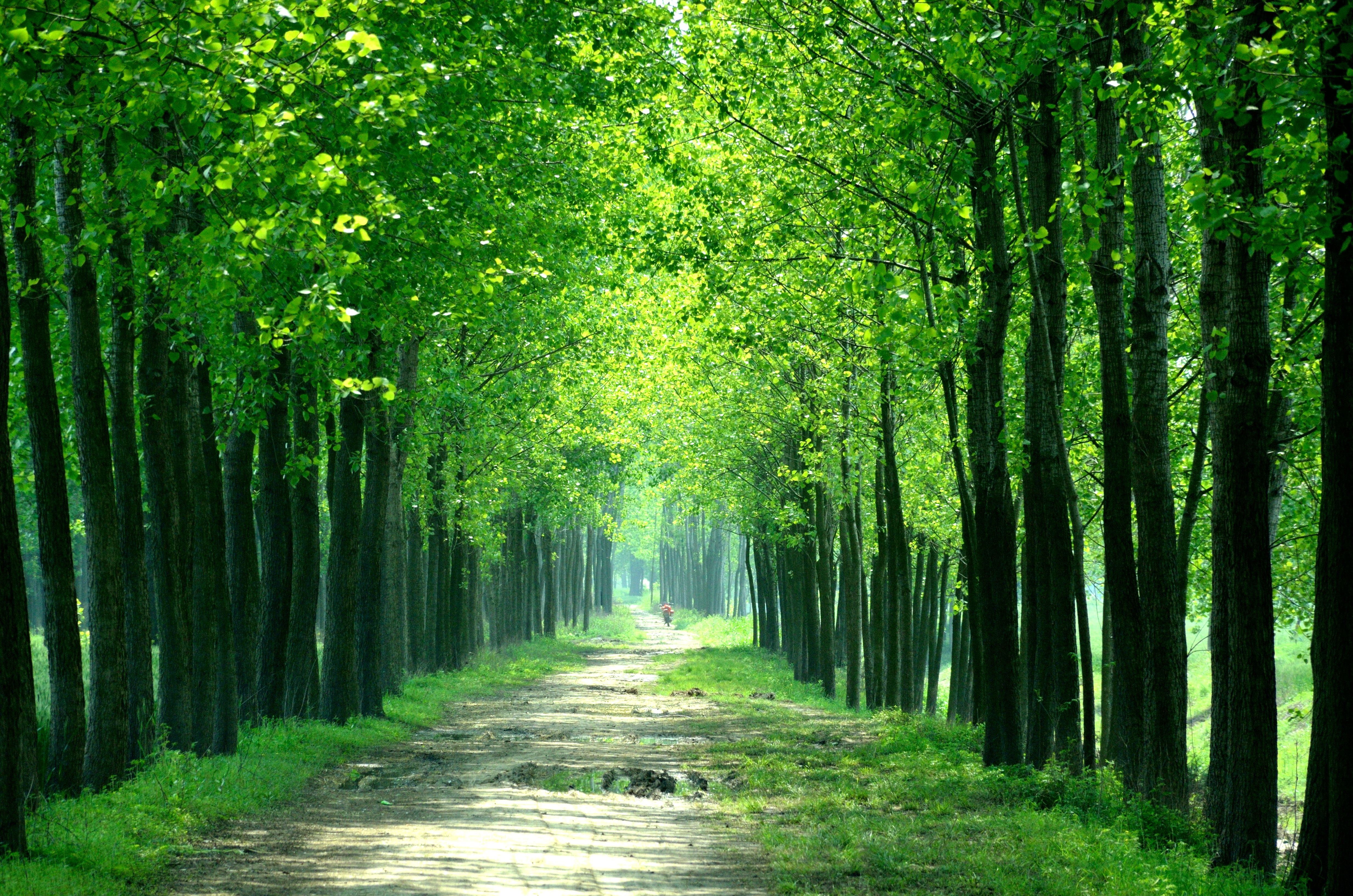 Pathway between green trees at daytime HD wallpaper | Wallpaper Flare