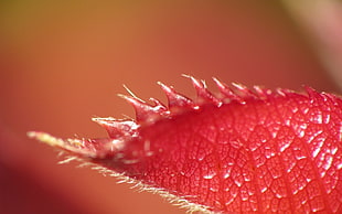 macro photography of red leaf