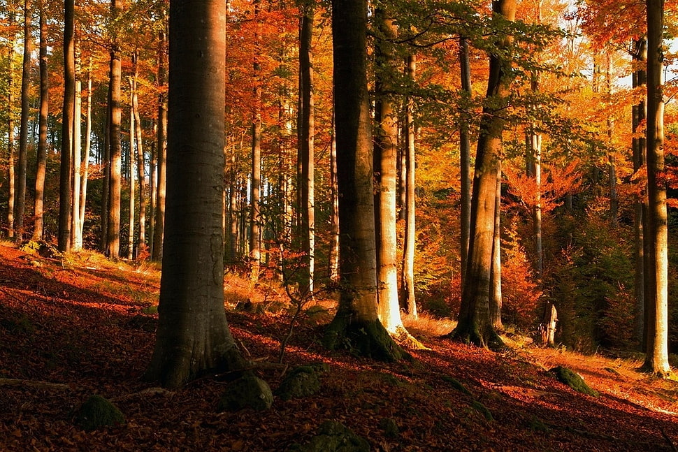 withered leafs, sunset, forest, fall, trees HD wallpaper