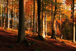 withered leafs, sunset, forest, fall, trees