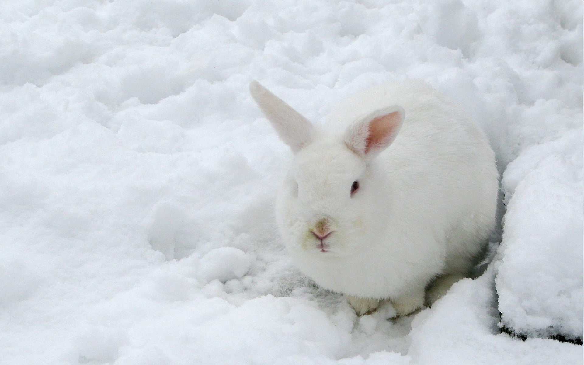 Зайка снегом. Заяц зимой. Заяц на снегу. Белый заяц на снегу. Зайчик зимой.