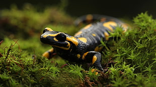 yellow and black gecko, macro, animals, moss, Batrachotoxin