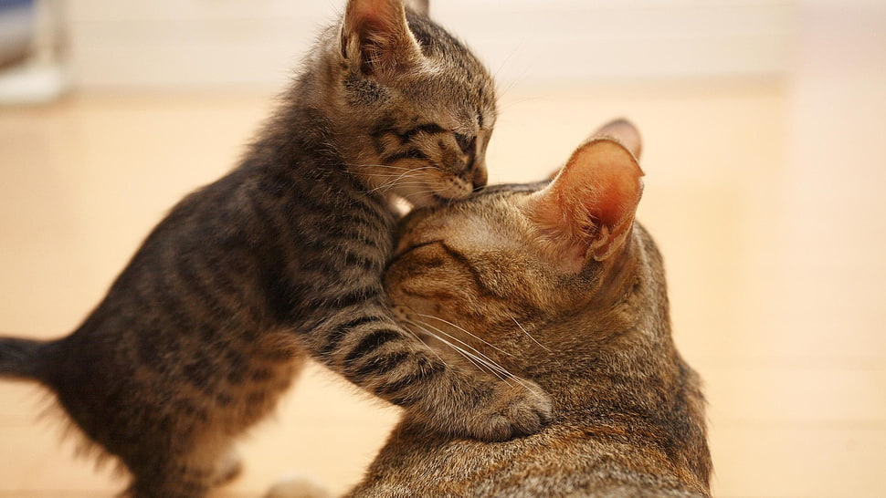 brown kitten HD wallpaper
