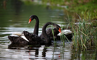 two black and white birds, swan, birds, reeds, ripples