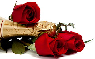 three red roses HD wallpaper