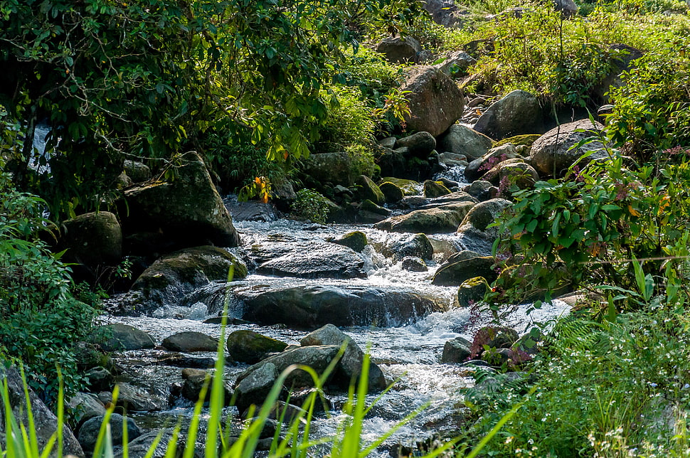 river with rocks beside forest and plants HD wallpaper