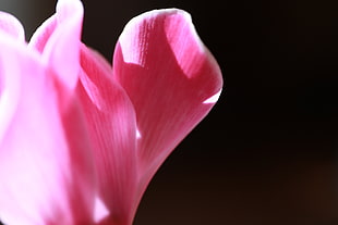 shallow focus photography of pink petals