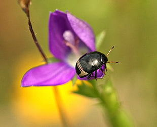 black Beetle perched on purple petaled flower