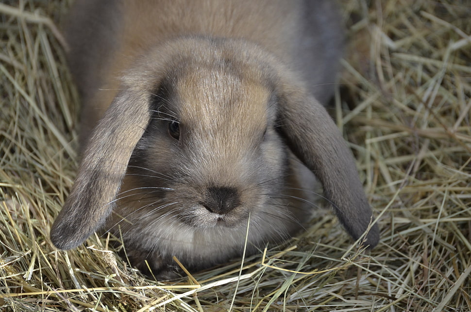 gray hare HD wallpaper