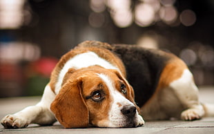 brown and white Beagle