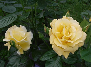 two yellow Rose flowers HD wallpaper