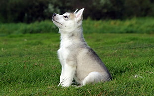 gray Siberian Husky puppy, Siberian Husky , dog, animals HD wallpaper