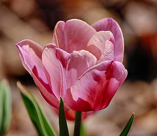 tilt shift  photo of a pink flower