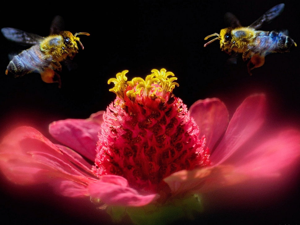 two bee's above pink petaled flower HD wallpaper