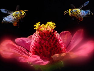 two bee's above pink petaled flower HD wallpaper