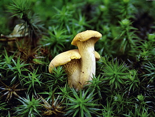 two white mushrooms beside green grass