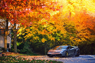 photography of gray super car parked outside house under trees