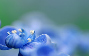 selective focus photography of blue petaled floweer