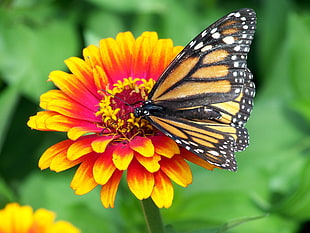 brown and black butterfly pearching on yellow and red petaled flower during daytime