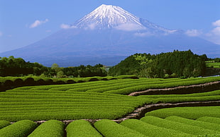 green field with pointed mountain filled with snow, Japan, landscape, Mount Fuji, mountains