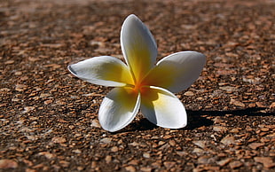 yellow and white petaled flower on brown surface