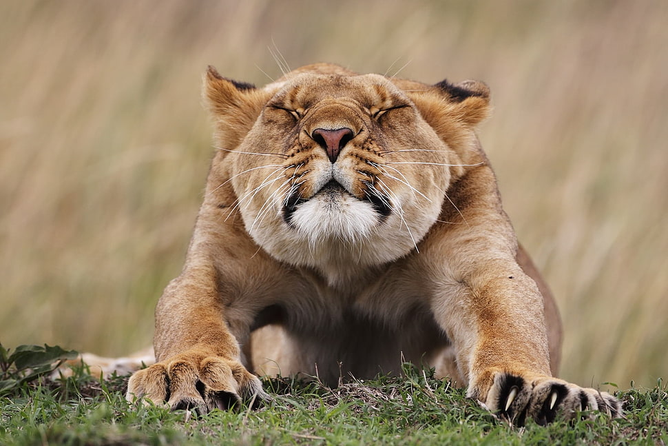 selective focus photography of stretching Tiger HD wallpaper