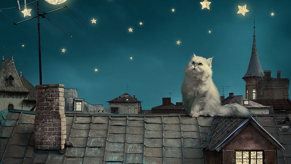 white cat on roof digital wallpaper, persian cat, cat, artwork, stars HD wallpaper