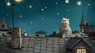 white cat on roof digital wallpaper, persian cat, cat, artwork, stars