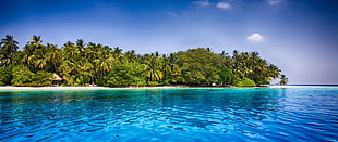 green leafed trees, Maldives, tropical, beach, palm trees