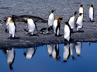 flock of penguins beside seashore