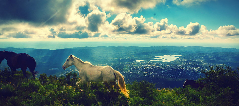 white and black horses on grass land up the mountain under the cloudy sky during daytime HD wallpaper