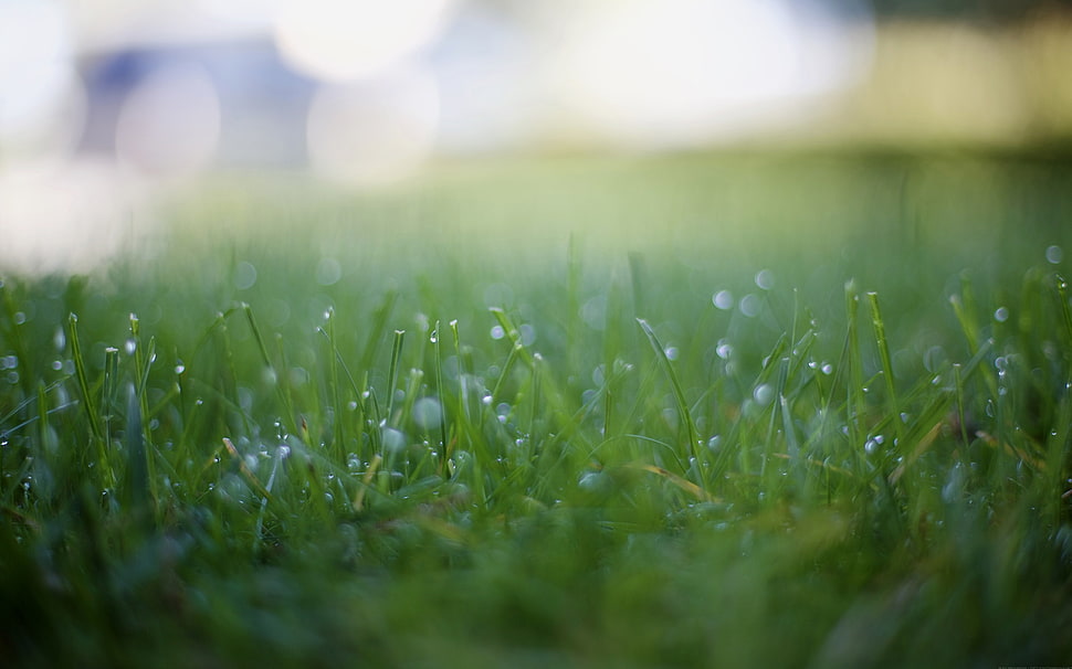 green grass, photography, depth of field, grass, dew HD wallpaper