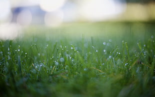 green grass, photography, depth of field, grass, dew
