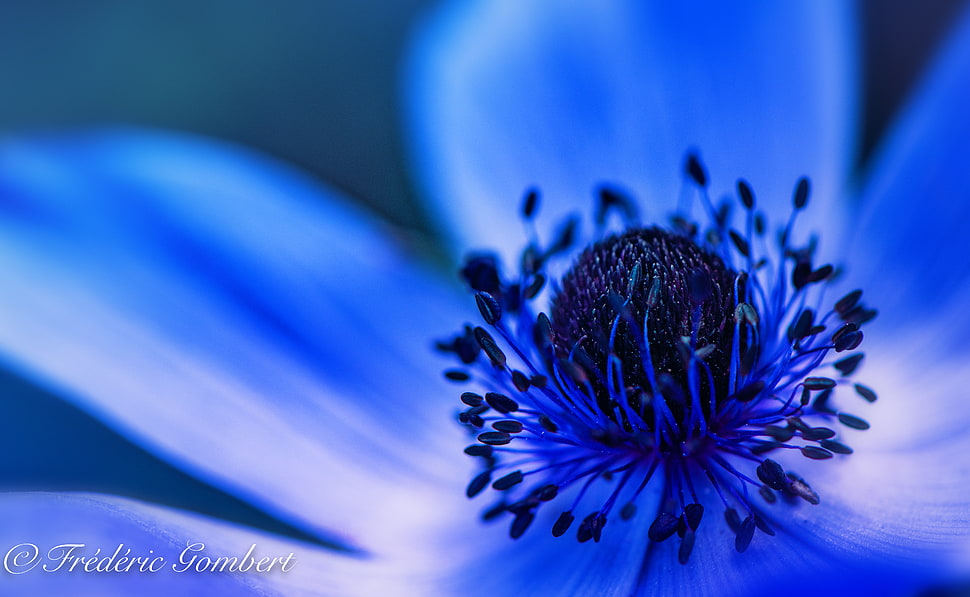 selective focus photography of blue Cosmos flower HD wallpaper