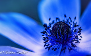 selective focus photography of blue Cosmos flower