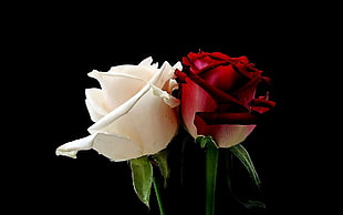 photo of red and white rose