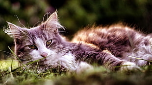 tilt-shift photography of long-fur gray and white cat laying on green grass during daytime HD wallpaper