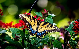 black and yellow butterfly, butterfly, nature, insect, plants HD wallpaper