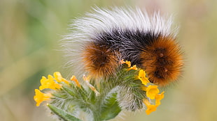 close up photo of Wooly Bear