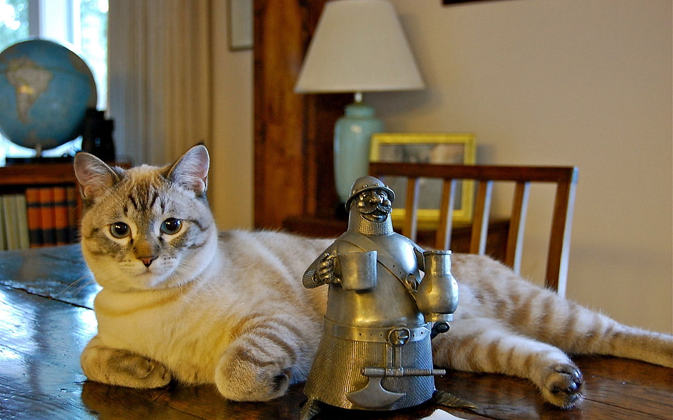 silver tabby cat HD wallpaper