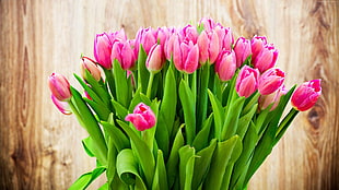 pink tulips, flowers, tulips, 4k HD wallpaper