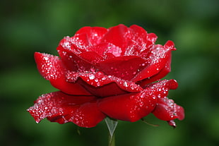 red rose with water dew